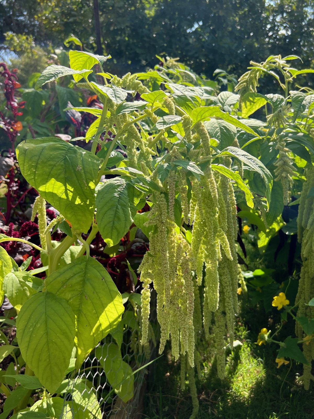 Green amaranth hanging in long tassels above the beds