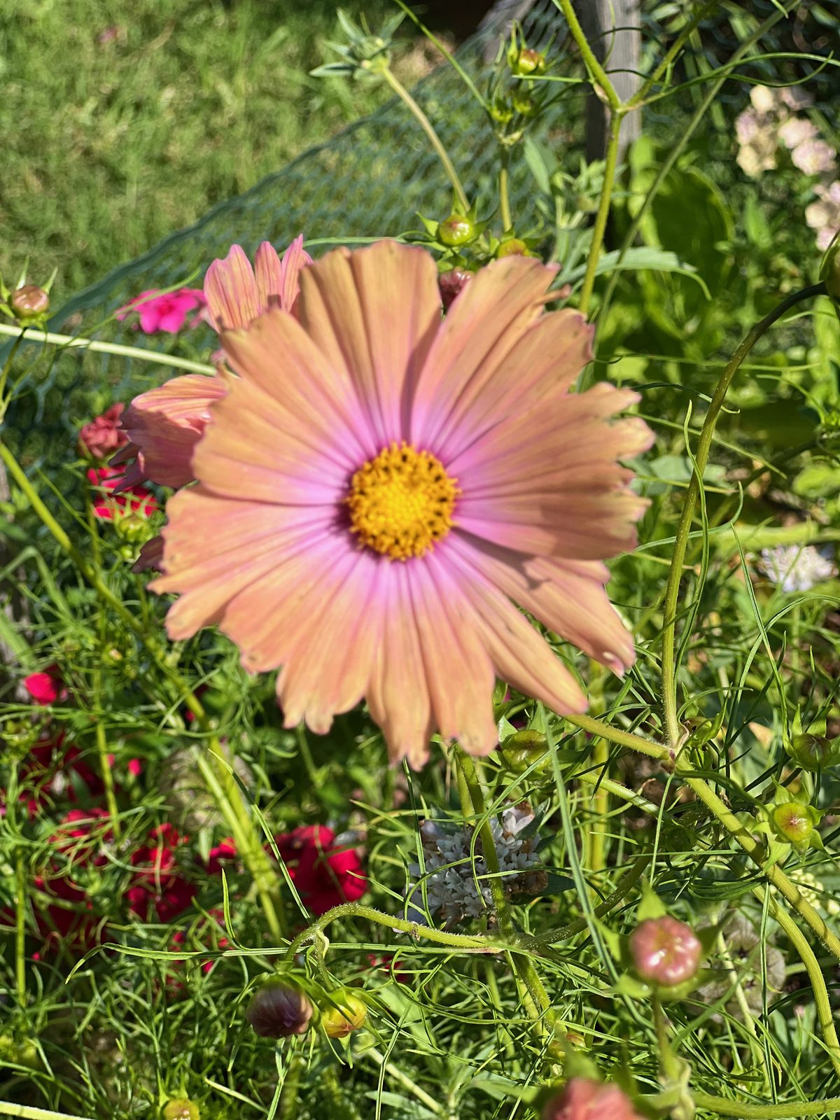 A peach cosmos flower with a yellow centre
