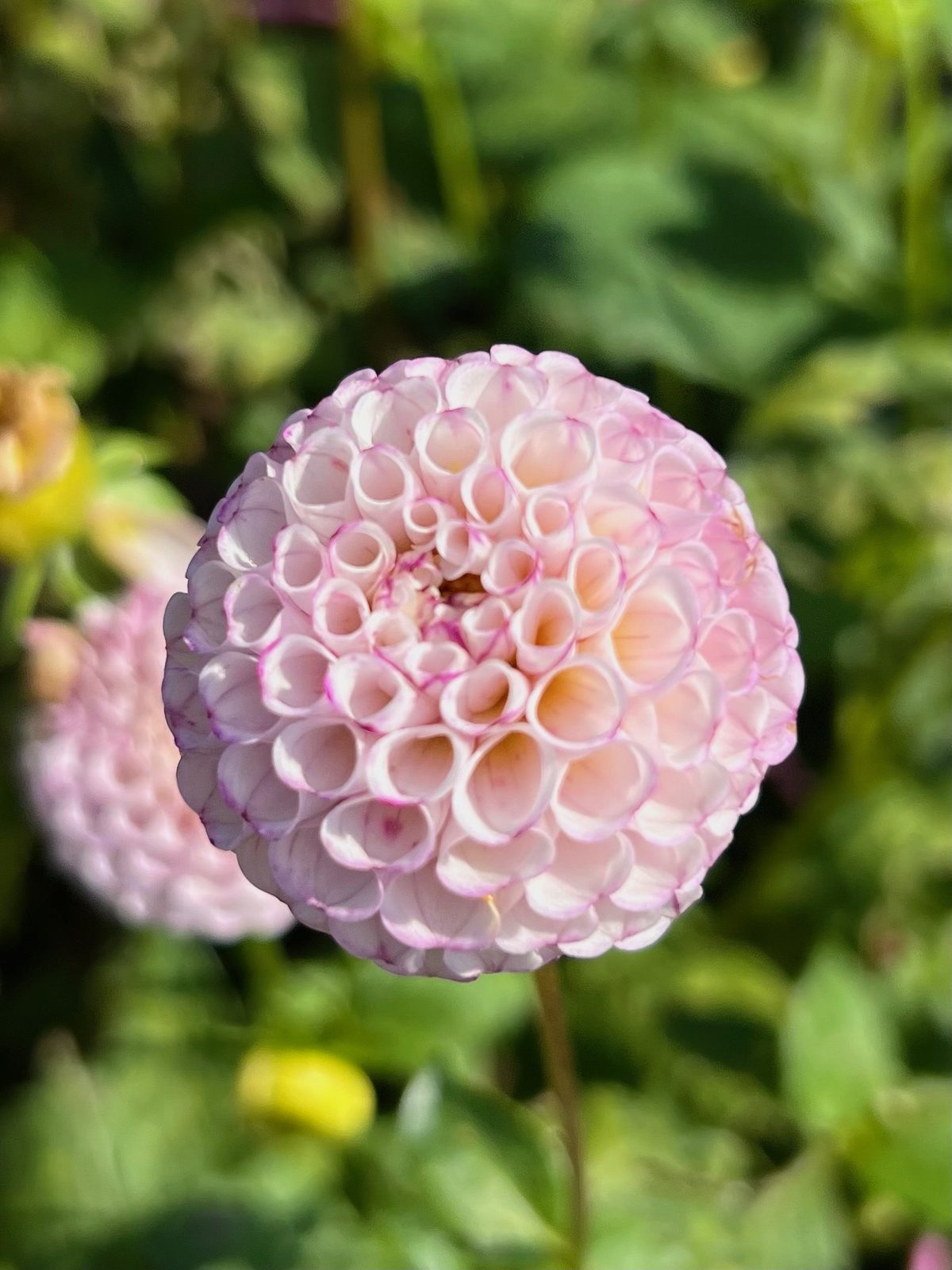 A blush pompon dahlia in soft light