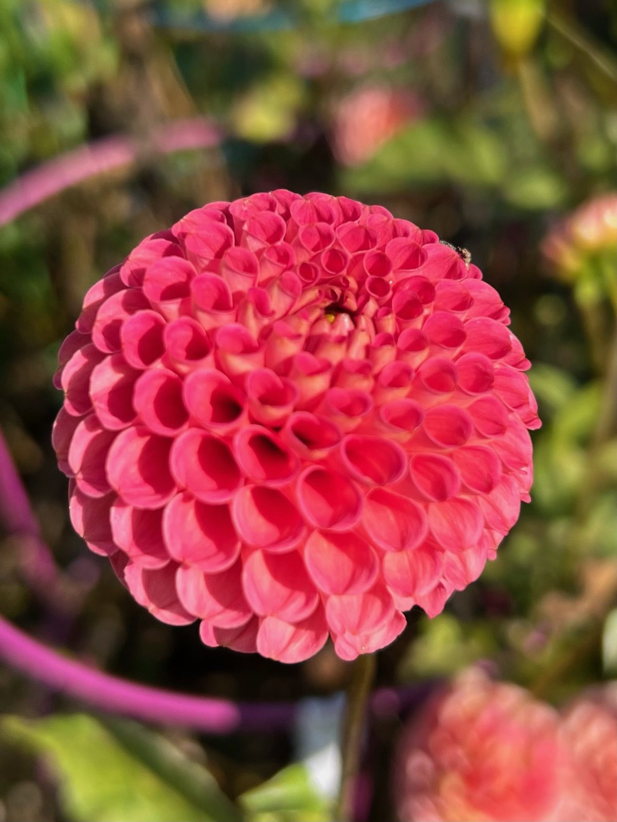 A coral ball dahlia, petals wound tight as a thread spool