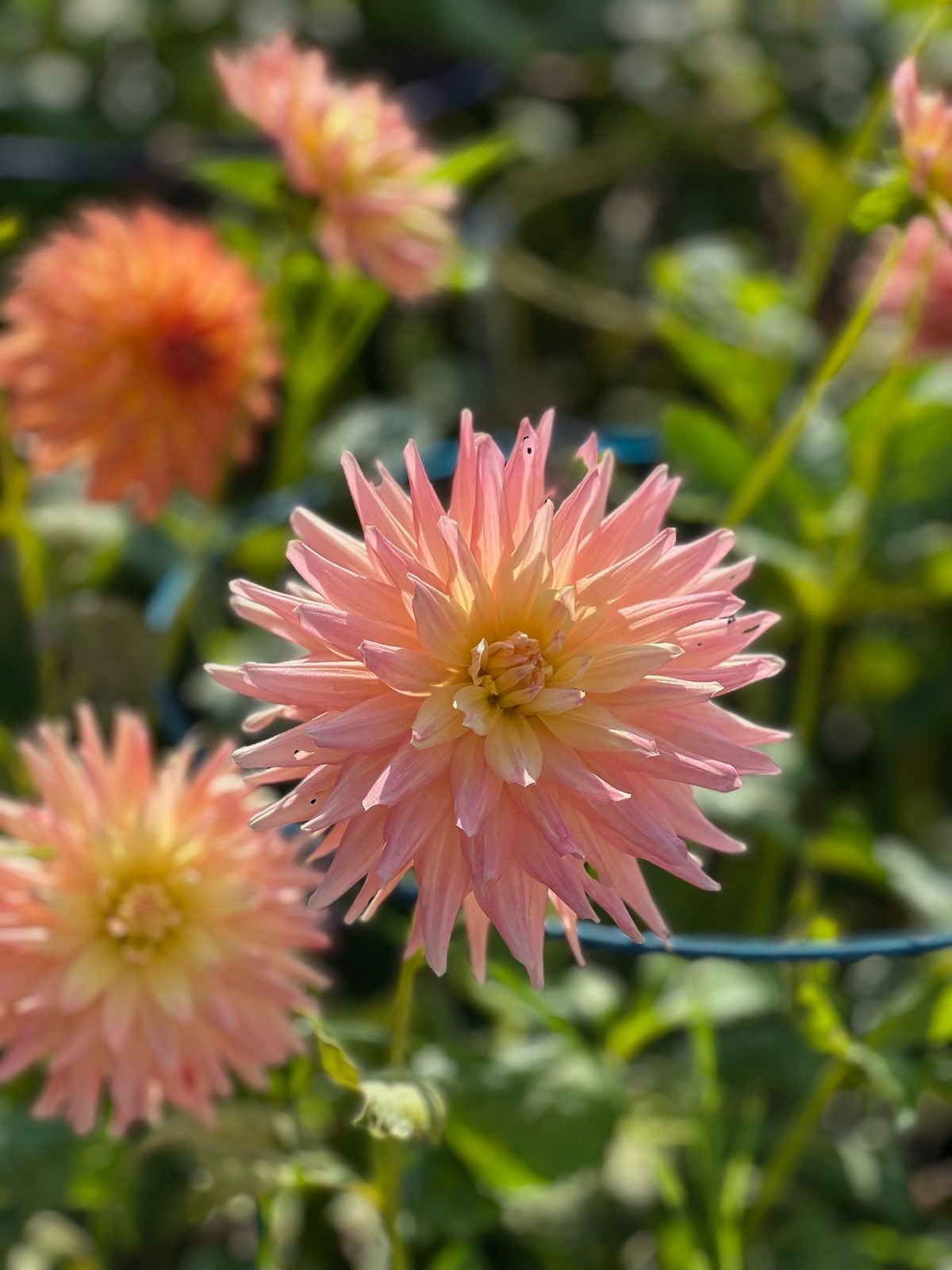 A peach cactus dahlia with narrow, quilled petals at Cory's Cottage Gardens