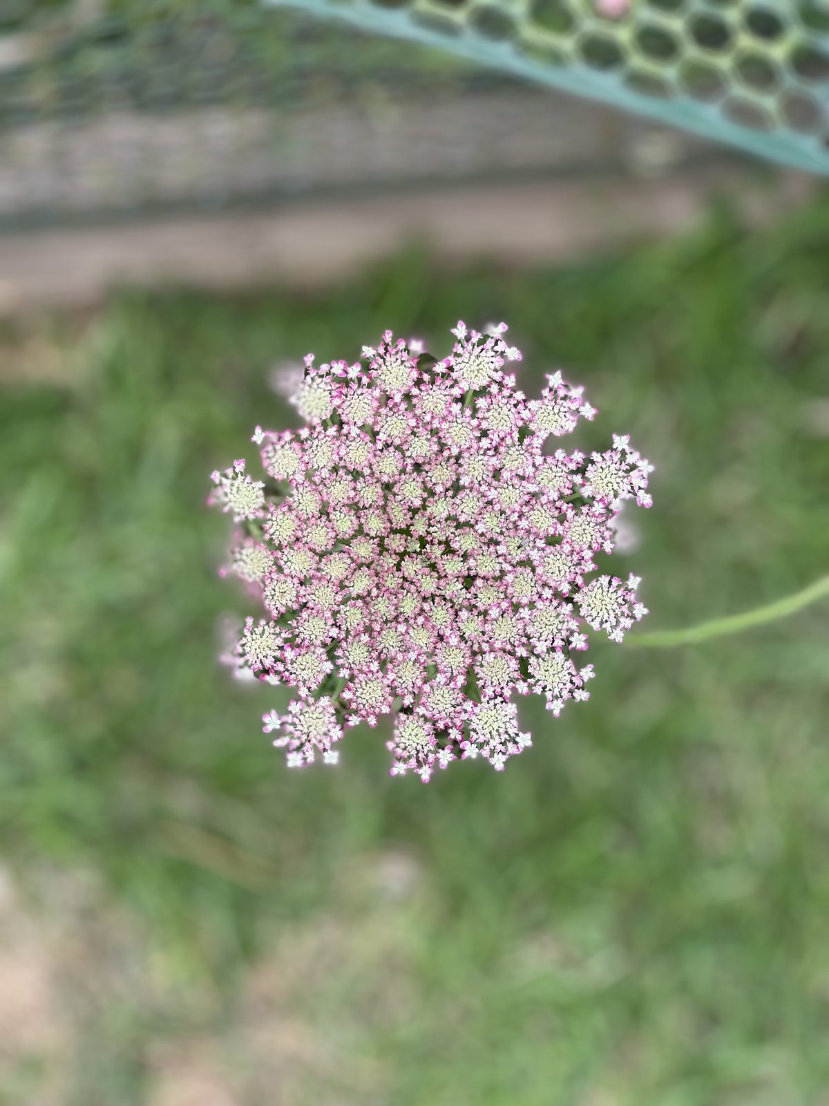 A lacy white umbel opening flat above the grass