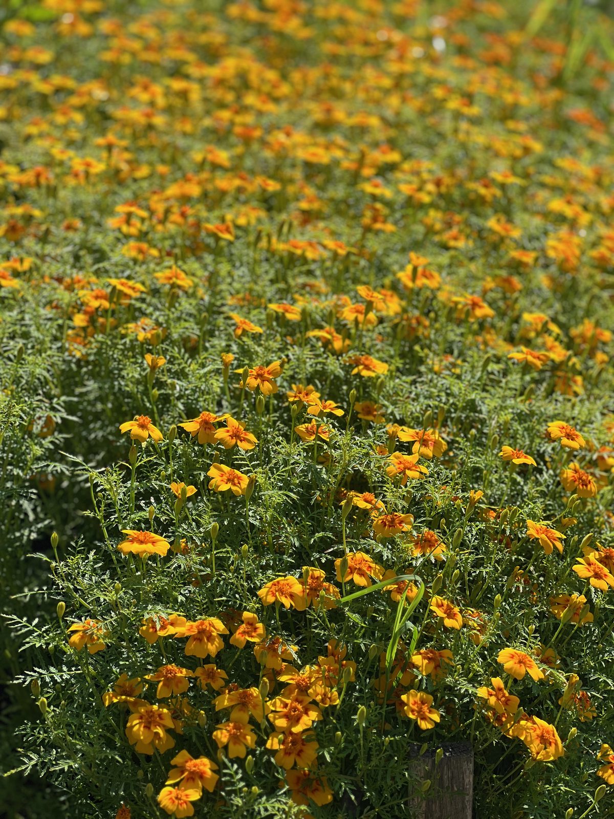 A field of orange and gold marigolds running to the fence
