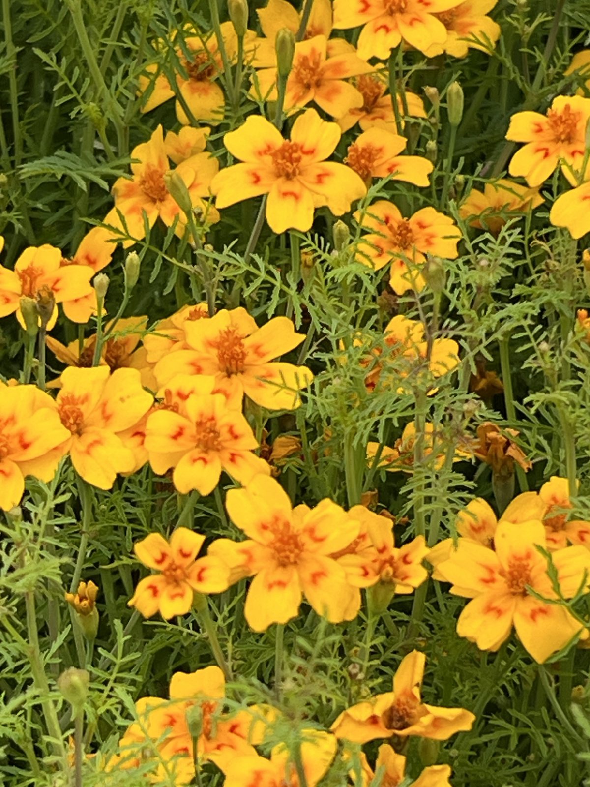 Golden gem marigolds massed along a bed
