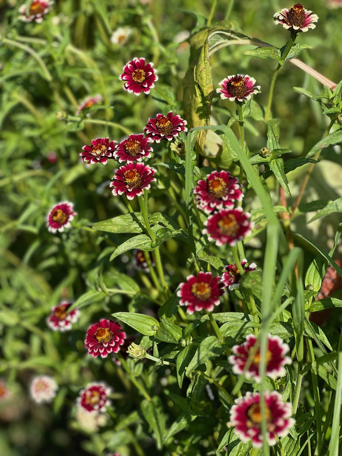 Small burgundy daisies tipped in white, scattered through green