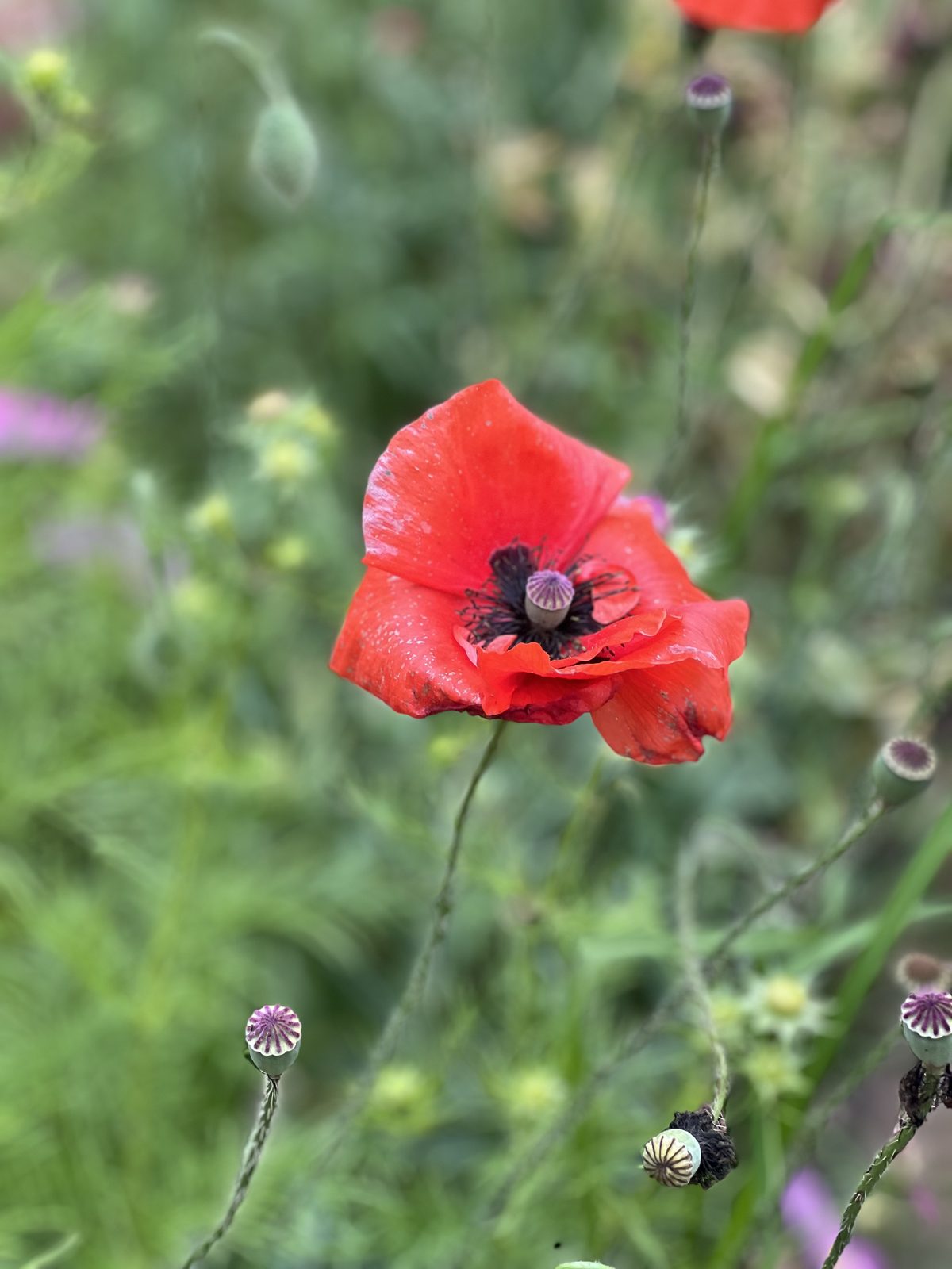 A scarlet poppy with a bee at its centre, seed pods around it