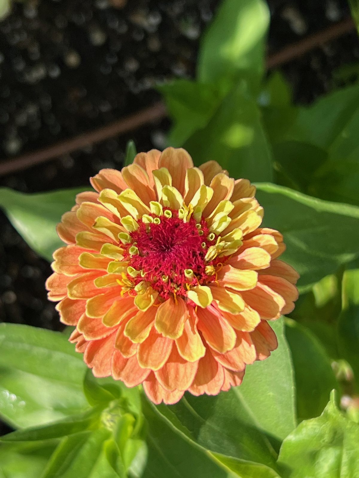 An orange zinnia with a crimson centre