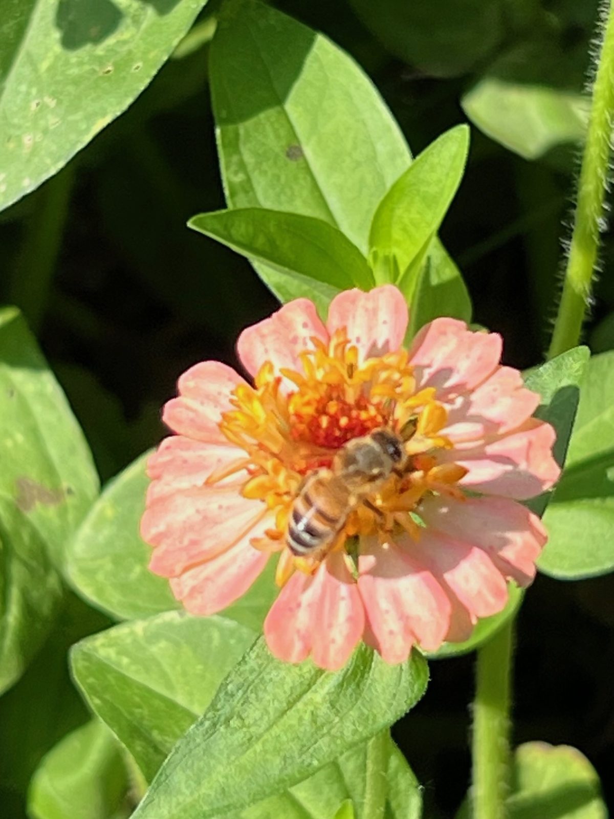 A bee working the centre of a peach zinnia