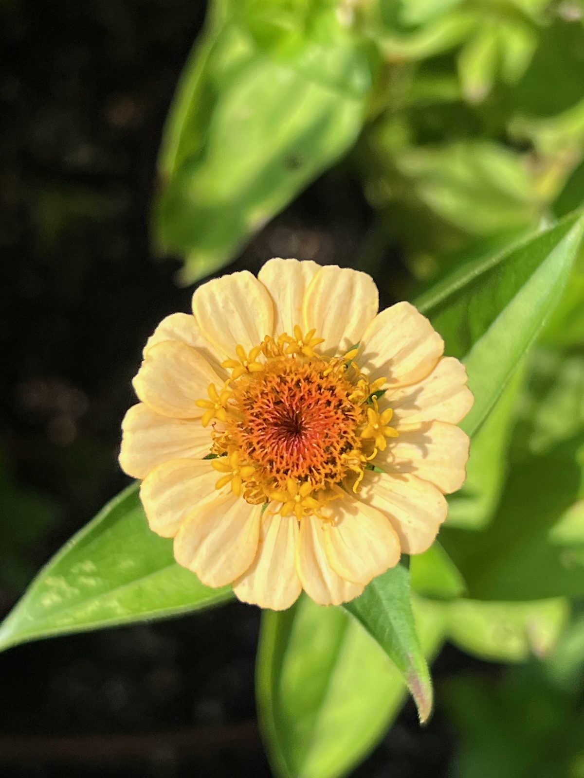 A pale yellow zinnia in full sun