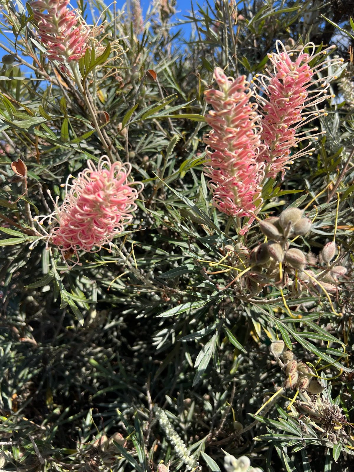 Pink grevillea flower spikes against a blue sky