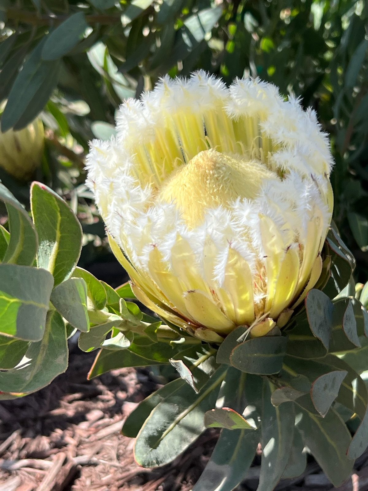 A cream protea with a fringed white collar, fully open