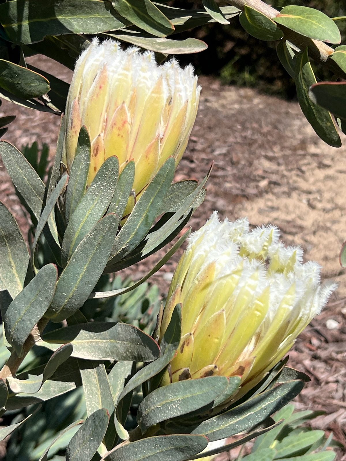 Two cream proteas on one bush, one open and one still budding