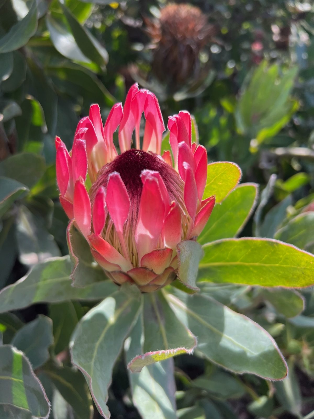 A crimson protea bud opening above glossy leaves