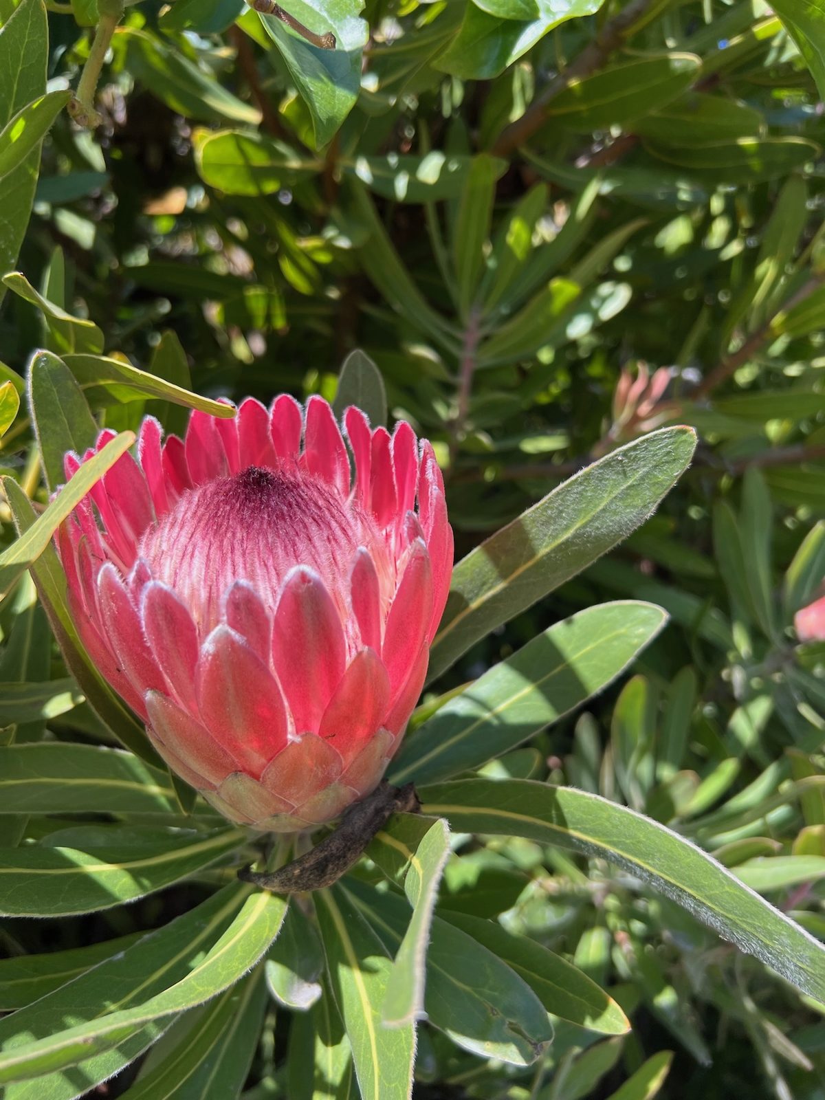 A rose-pink protea bud among narrow green leaves