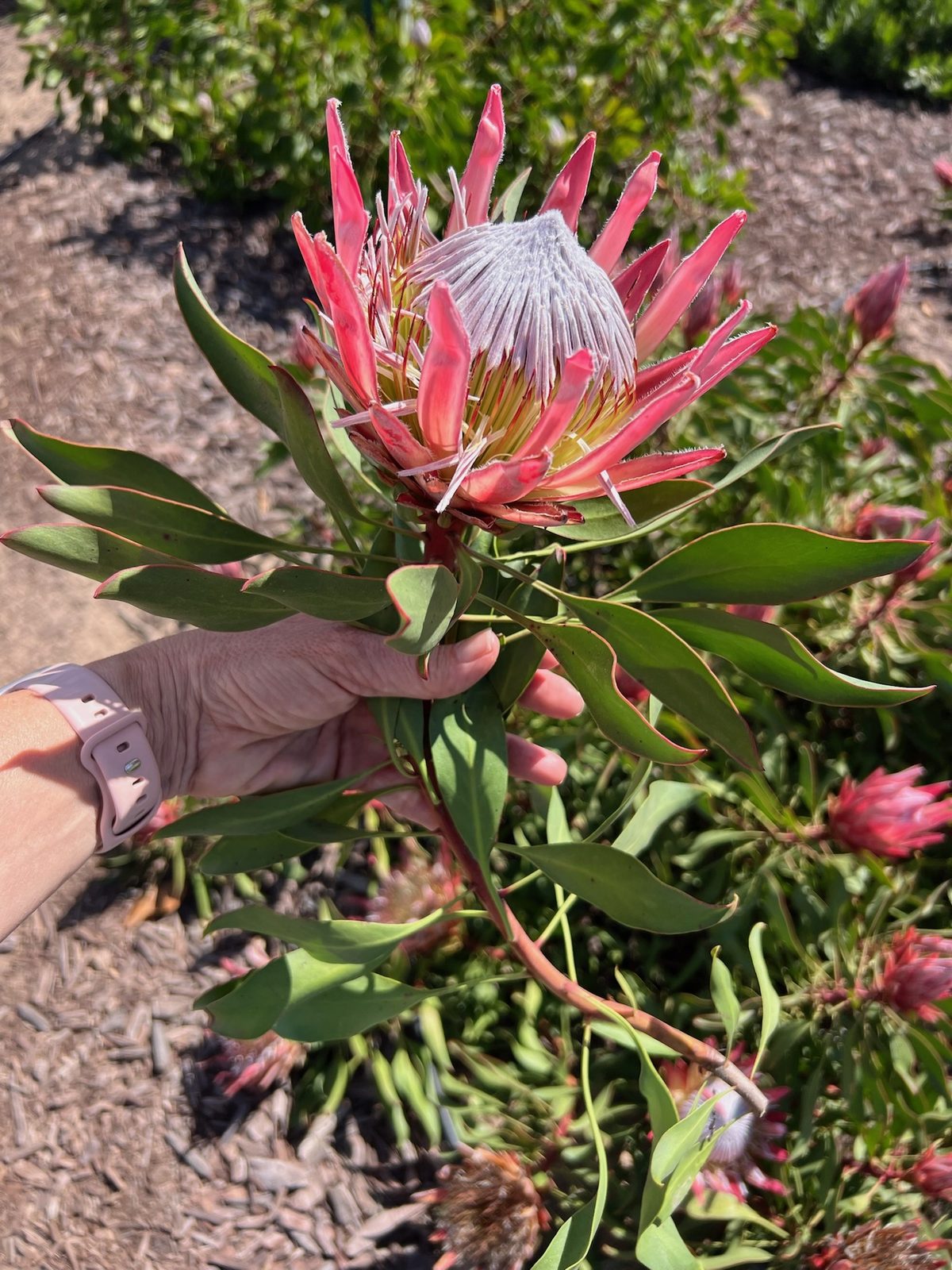 A pink king protea held in a hand at the field's edge