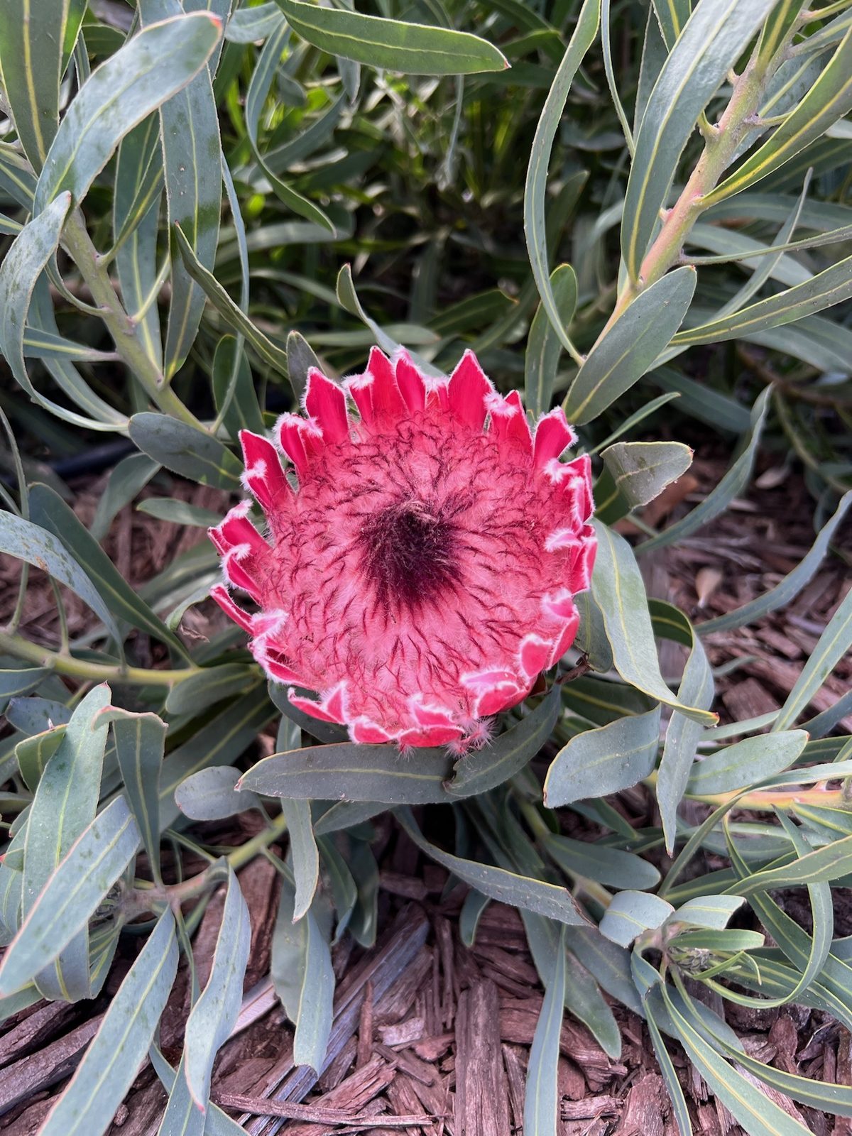A wide-open pink protea with a dark velvet centre