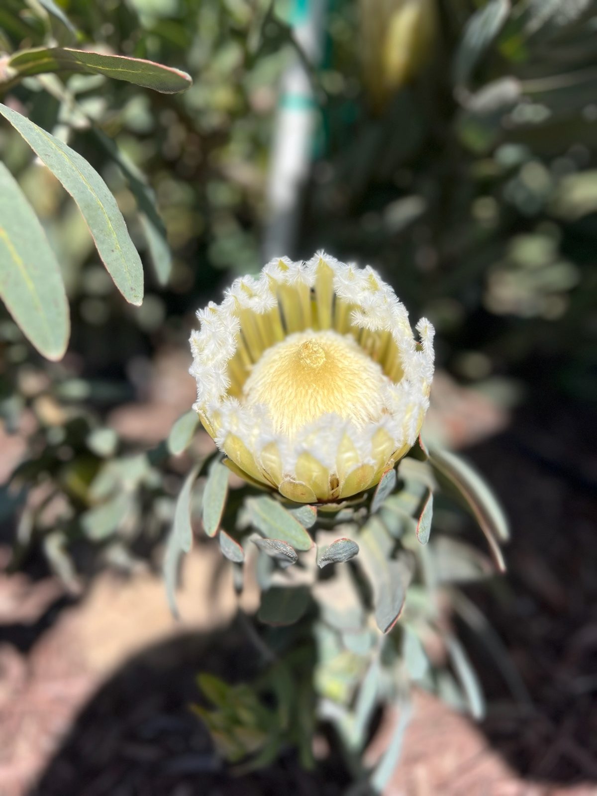 A white king protea open in silver-green foliage