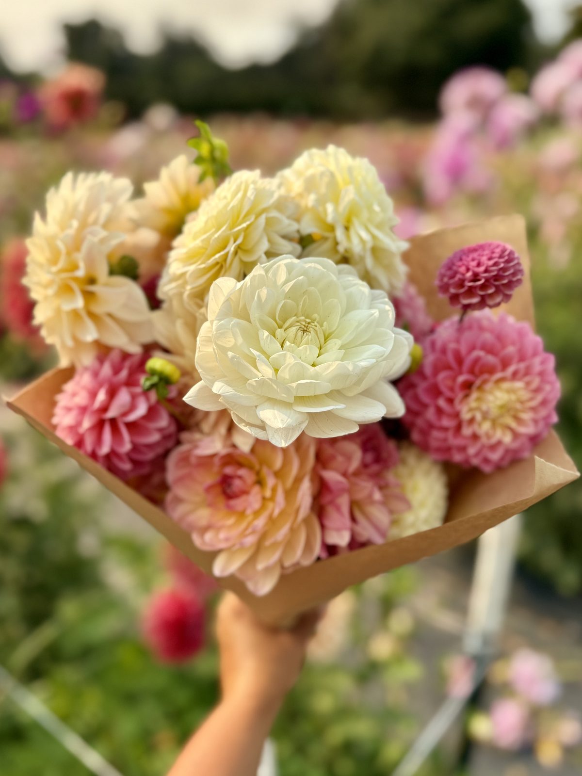 A cream and blush dahlia bouquet held in the field