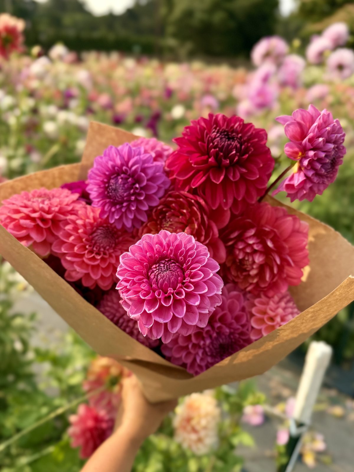 A fuchsia and crimson dahlia bouquet against the growing rows