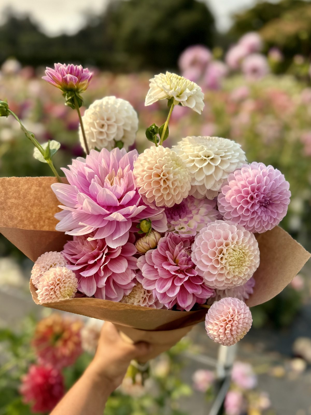 A pastel bouquet of pale pink and white ball dahlias