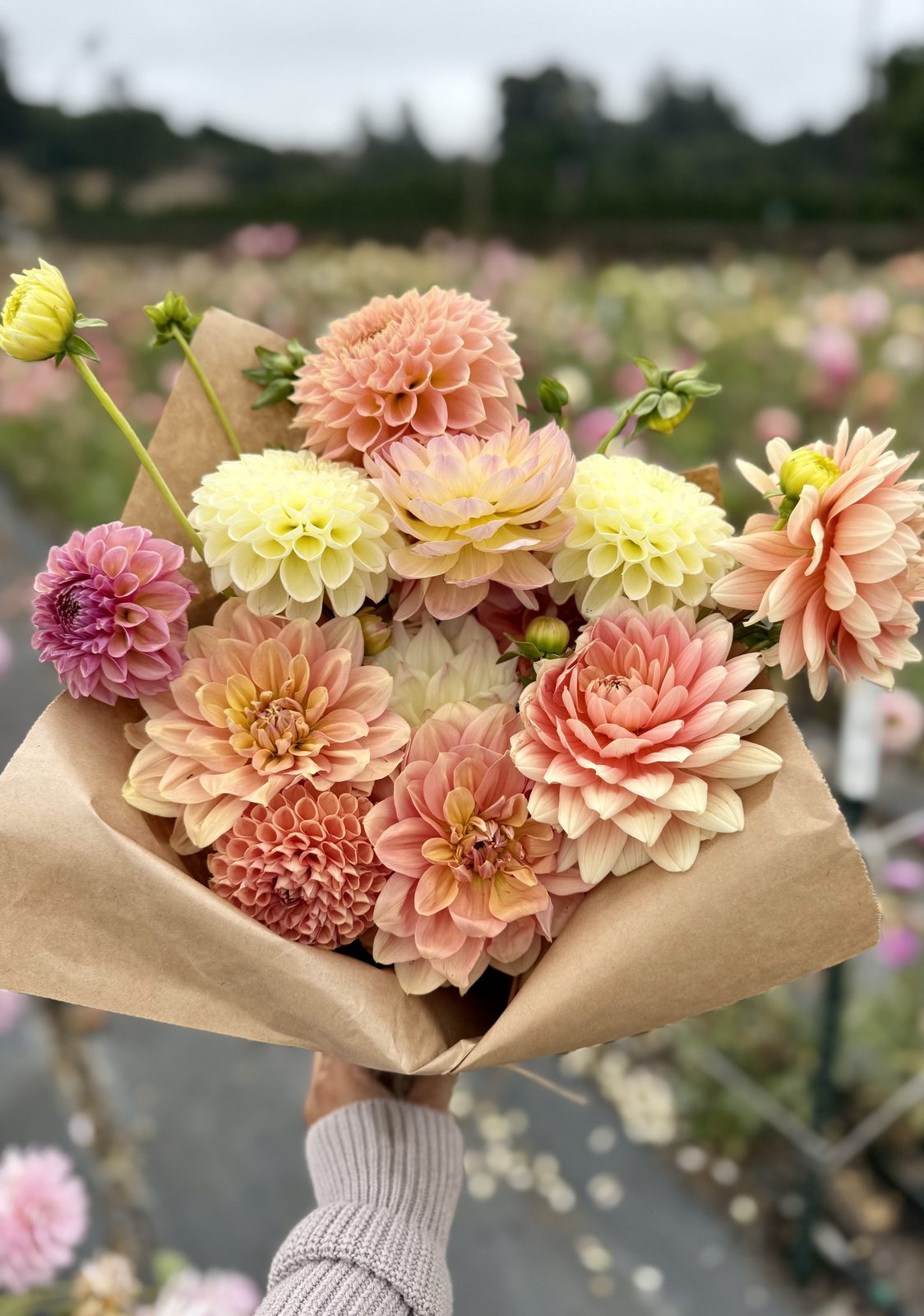 A peach and butter-yellow dahlia bouquet held at the field's edge