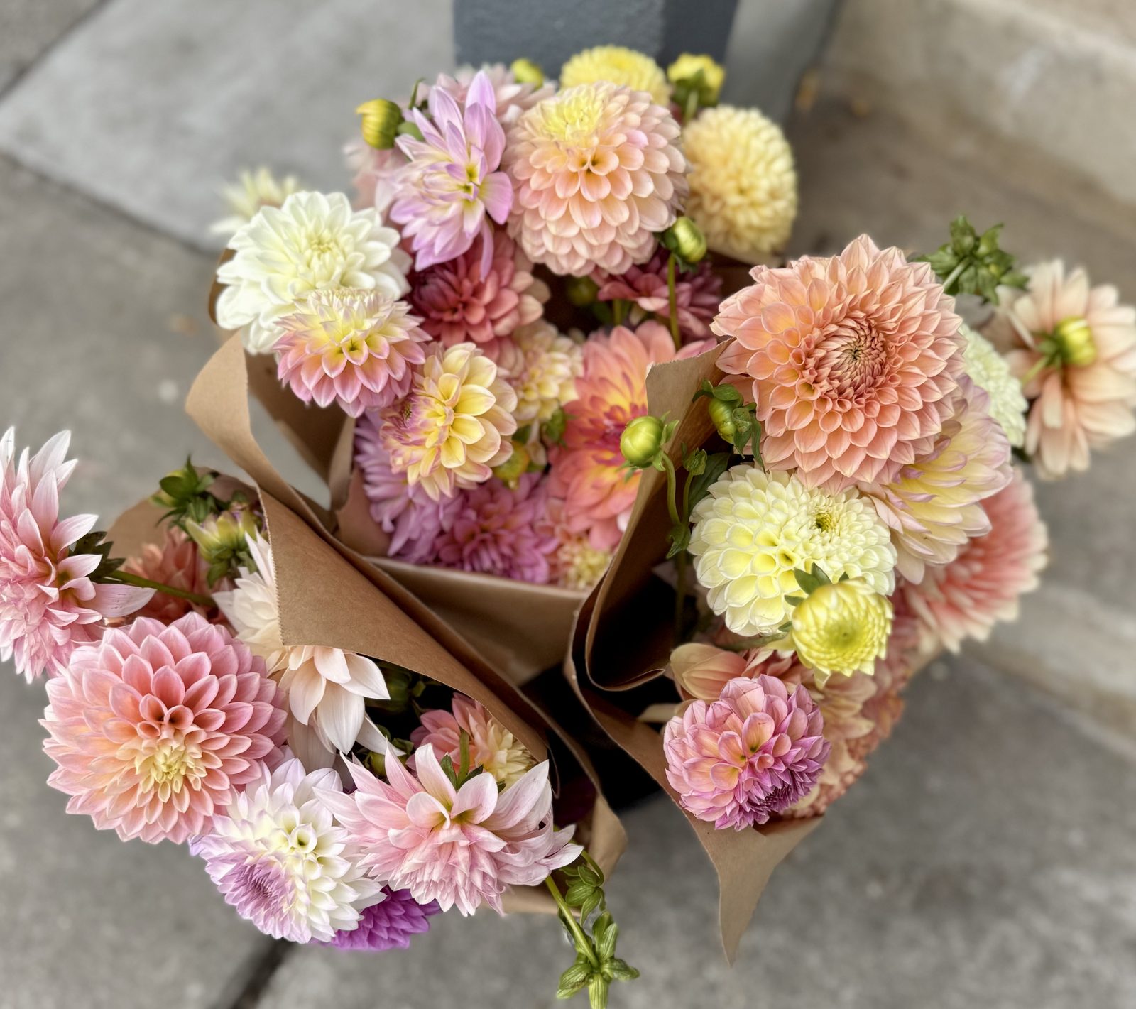 Three wrapped dahlia bouquets laid together on the ground