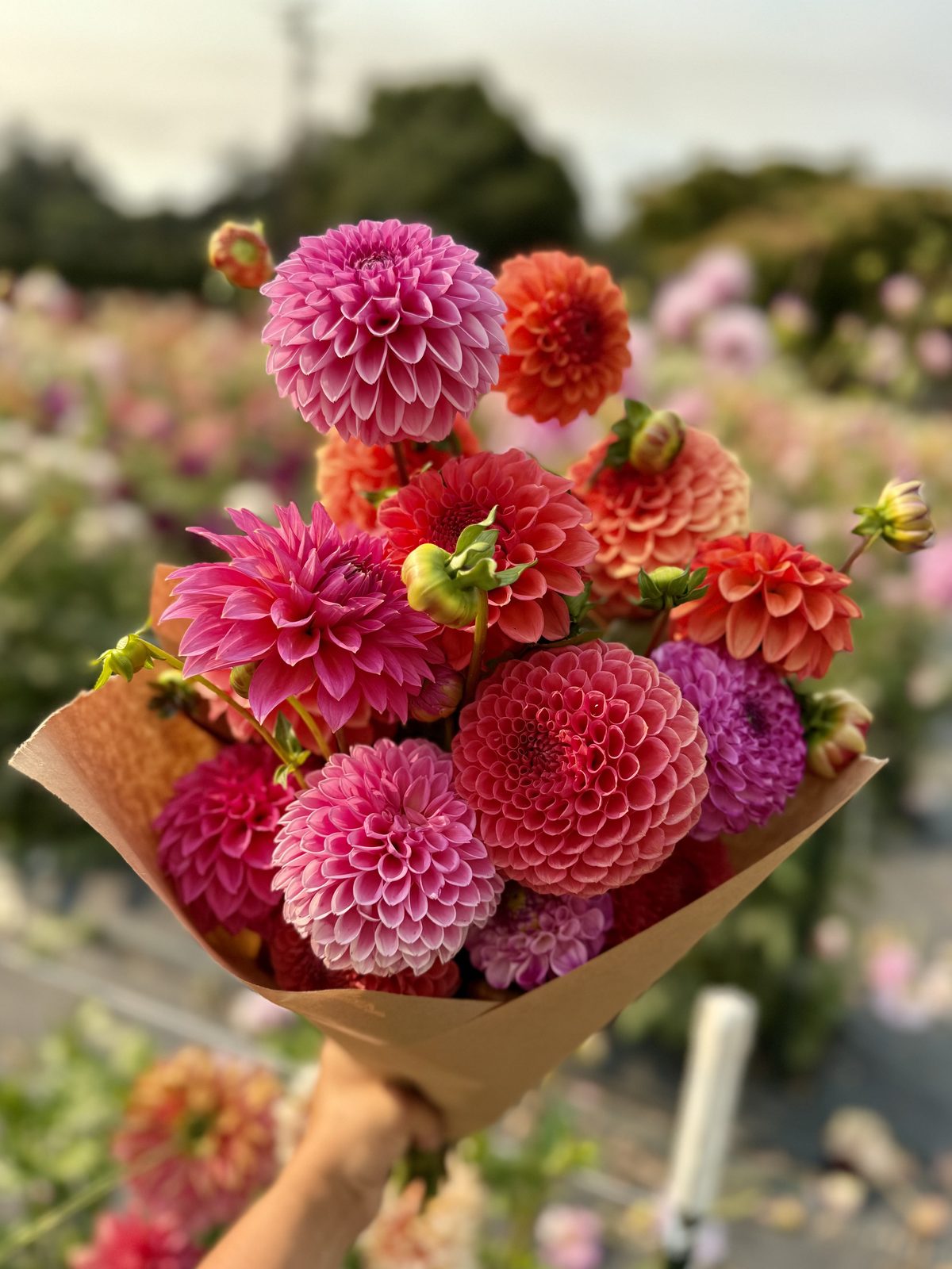 A magenta and coral dahlia bouquet wrapped in kraft paper, held up in the dahlia rows